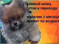 Клёвый шпиц-малыш