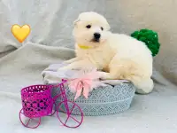 Продаю щенков Белой Швейцарской Овчарки, фотография 4