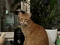 Котик в добрые руки, фотография 2