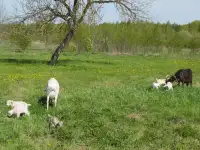 Продам четырех крепких козочек от двух коз, фотография 8