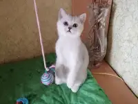 Британские котята, фотография 2