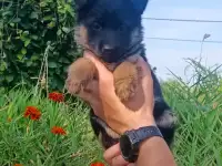 Немецкий овчарки щенки