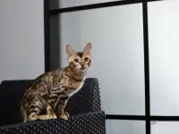 Лучшие бенгальские котята, фотография 5