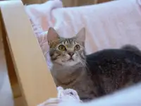Полосатый котенок Лёлик спасен с улицы и ищет дом и любящую семью!, фотография 5