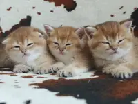 Шотландские котята, золотая шиншилла