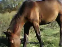 Жеребенок