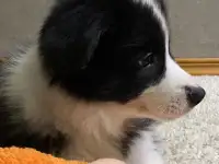 Щенок Бордер колли, фотография 2