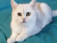 Британский котёнок, фотография 2