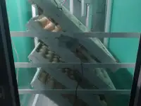 Цыпленок бройлер, фотография 2