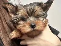 Щенок йорк девочка, фотография 6