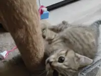 Шотландские котята, фотография 5