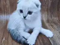 Шотландские котята, фотография 7