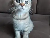 Шотландские котята, фотография 8