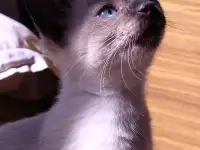 Котята мальчики и девочки ,воспитаны заботливой мамой,ходят на лоток, ласковые и игривые, фотография 2