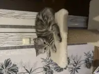 Шотландские котята, фотография 4