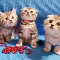 Шотландский котята, фотография 3