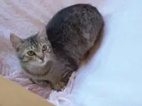 Полосатый котенок Лёлик спасен с улицы и ищет дом и любящую семью!, фотография 4