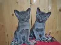 Котята европейской бурмы, фотография 8