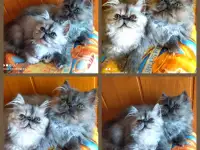 Персидский мальчик Зайчик. Персы. Котята., фотография 12