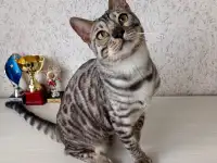 Бенгальские котята, фотография 3