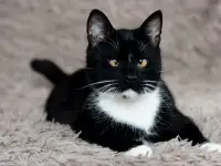 Котик в дар, фотография 3