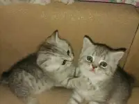 Продам шотландских котят.Скотиш фонд (серебристая шиншилла ).Побробное описание в лс., фотография 3