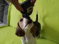 Щенки Бигль, фотография 9