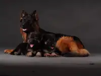 Немецкая овчарка щенки, фотография 4