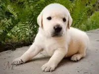 Щенки лабрадора (палевые) из питомника MercuryPuppy, фотография 5