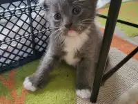 Продам 3 котят, фотография 2