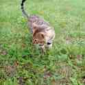 Бенгальский кот, фотография 4