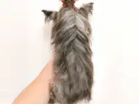 Эксклюзив.Чихуахуа окрас мерле и мини йорк., фотография 11