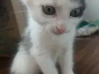 Отдам котенка в добрые руки (девочка), фотография 2