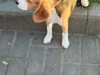 Щенок Бигля, фотография 2