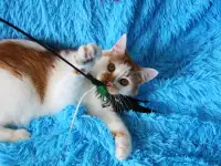 Красивый Котя с янтарными глазками ищет семью!, фотография 3