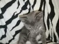 Отдам котёнка в добрые руки, фотография 2