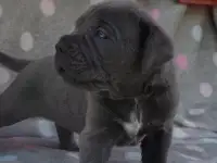 Щенки кане-корсо