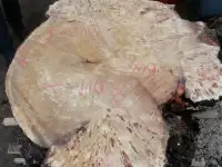 Слэбы от производителя из дуба, шпальтового бука, капового тополя, вербы, капового карагача, ясеня., фотография 10