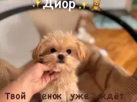 Мальтипу ф1 элитные мини и микро Корея только у нас, фотография 8