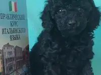 Той пуделя щенки, фотография 4