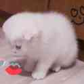 Шотландский котёнок, фотография 5