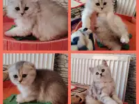 Котята страйты и фолды., фотография 2