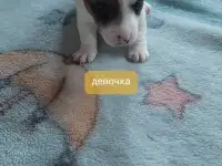 Щенки, фотография 6