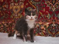 Сладкая кошечка Луна ищет дом!, фотография 3
