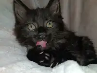 Мейн кун Черный дым, фотография 4