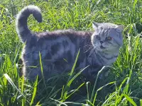 Шотландский кот,вязка., фотография 3
