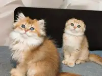 Шотландский мальчик, фотография 2