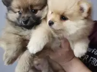 Шпиц