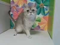 Шотландский кот голубая золотая шиншилла, фотография 3