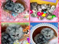 Персидские котята Экстремального типа чистокровные. Персы., фотография 10